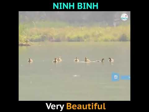 ninh bình mùa lúa chín New Update Ninh Bình mùa lúa chín