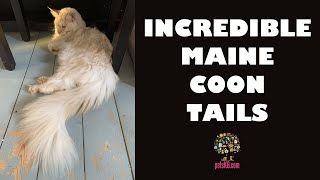 Maine Coon Cats with long tails compilation