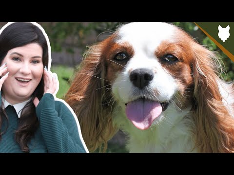 Vídeo: Cavalier King Charles Spaniel Dog Breed Hypoallergenic, Health And Life Span