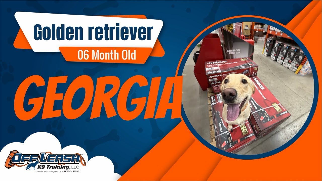 Dog Trainers Fort Wayne | 6 Month Old Golden Retriever | Off Leash K9 Training Fort Wayne