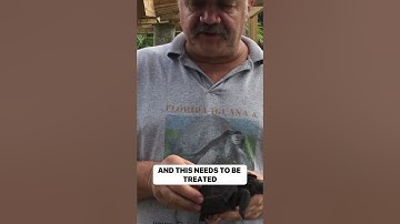 How to Treat SCUD Fungus in Tortoise Shells