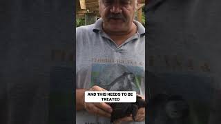 How to Treat SCUD Fungus in Tortoise Shells screenshot 3