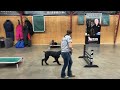 Why Play? Why Training? Building Character/Confidence/Skills W/"Queso" 5 Mo Giant Schnauzer Security