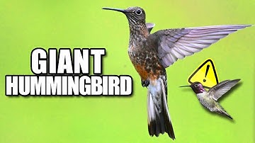 Giant Hummingbird Facts: the BIGGEST Hummingbird 🥀 Animal Fact Files