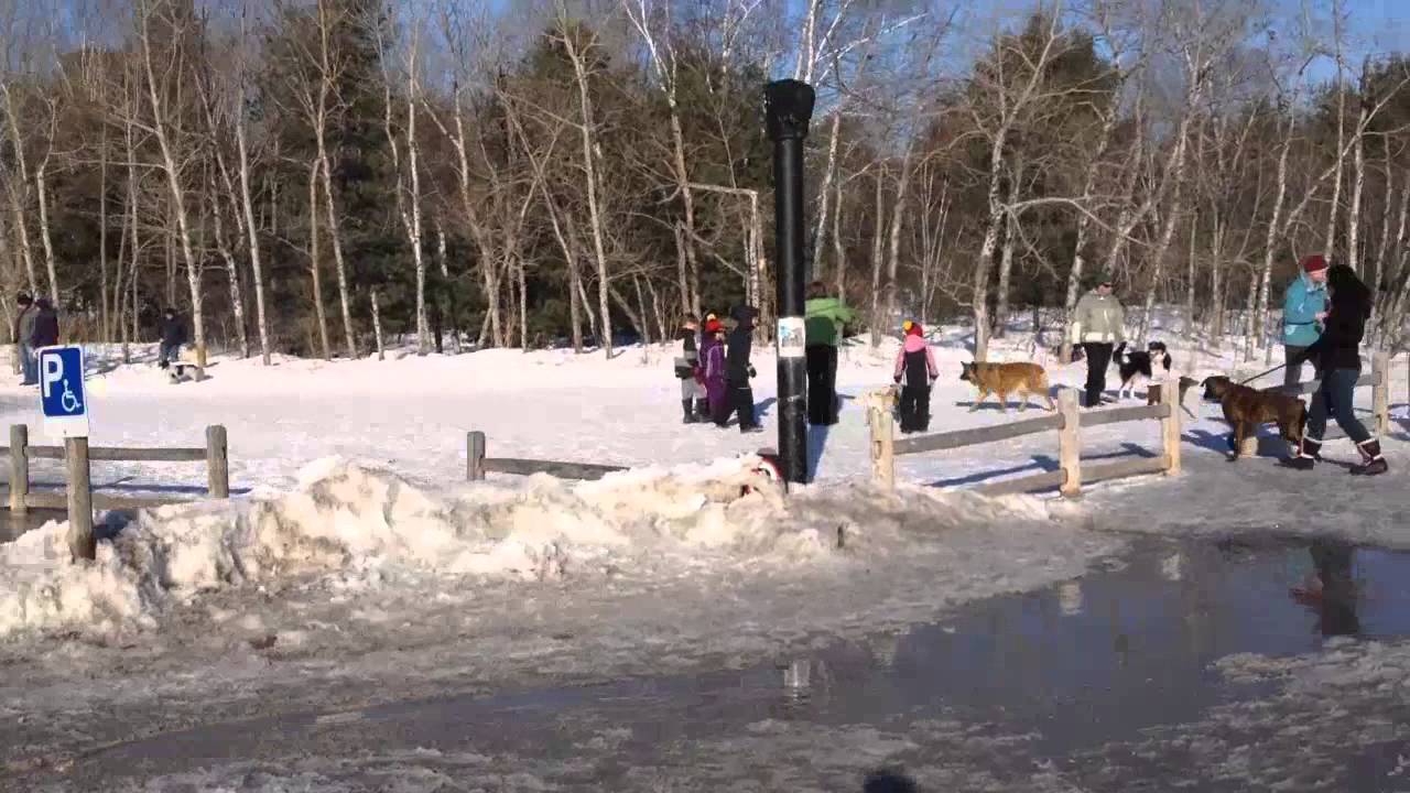 A walk in Bruce Pit leash-free dog park, Ottawa - YouTube
