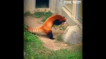 When provoked or threatened, red pandas will stand on their hind legs to appear larger. #shorts