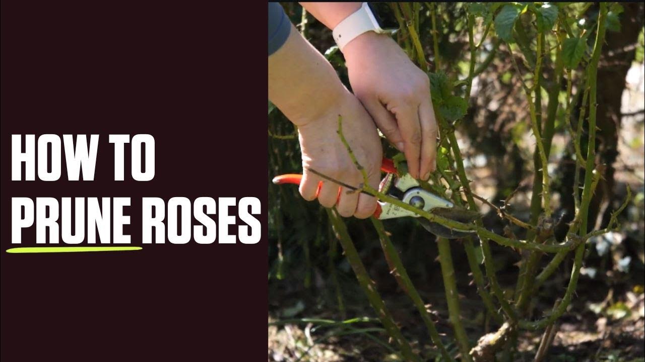 How to Prune Roses YouTube