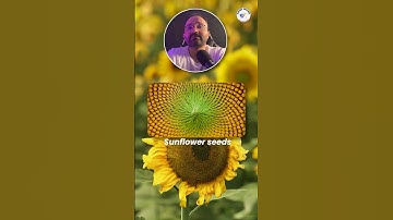 🌀 The Magic of Fibonacci Sequence! | Nature’s Secret Code Revealed 🌻#fibonaccisequence #shorts