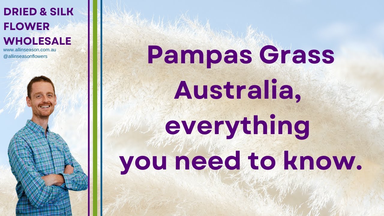 Pampas Grass Australia, everything you need to know. YouTube