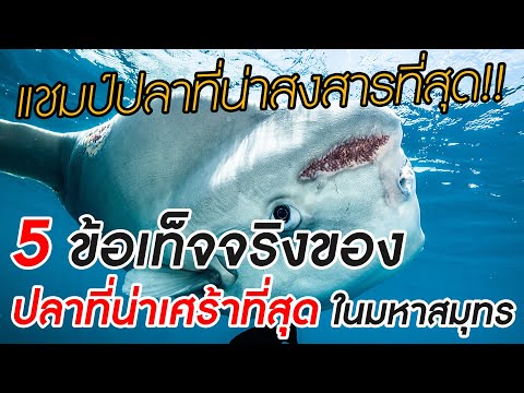 5 ข้อเท็จจริงของ 'ปลาที่น่าเศร้าที่สุด' ในมหาสมุทร [แชมป์ปลาที่น่าสงสารที่สุด]