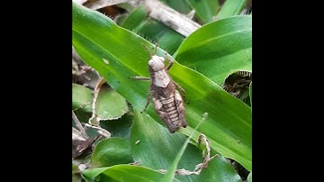 Nymph of ThornGrasshopper-80th. #thorn #grasshopper #nymph #creeping #fresh #grass #cricketsounds