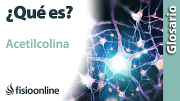 ¿A qué parte del cuerpo afecta la acetilcolina?