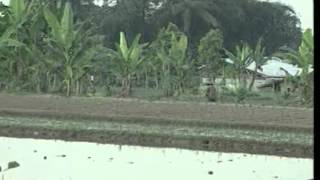 Menanam Jagung - Lagu Anak Indonesia
