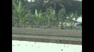 Menanam Jagung - Lagu Anak Indonesia