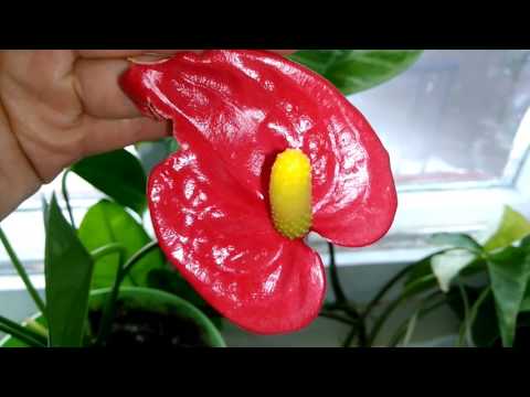 антуриум андре, мужское счастье