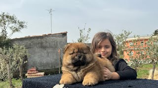 : Chow chow bellissimo carattere e coccole infinite