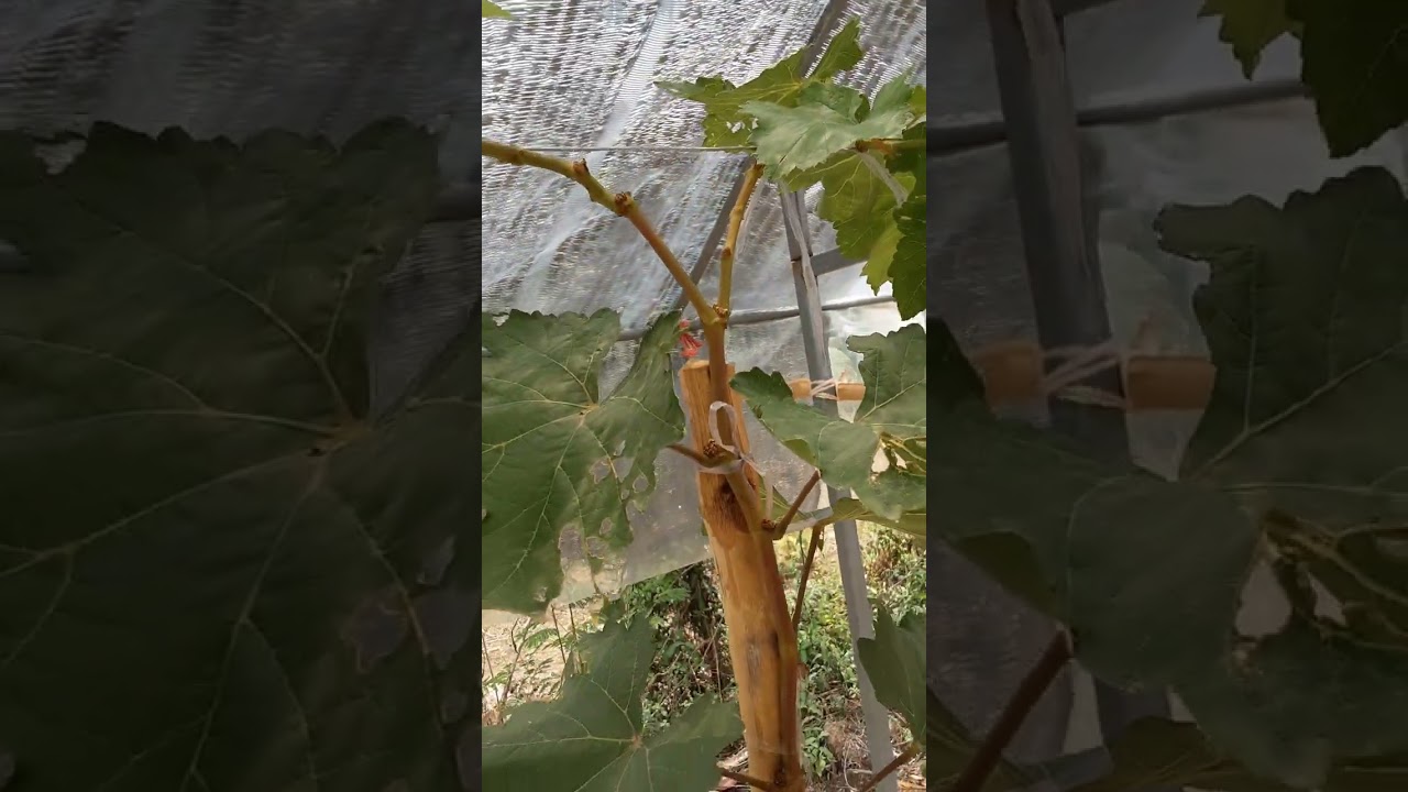 แก้ปัญหายอดองุ่นไม่เดิน