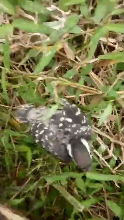panen 2 poin anakan pelatuk beras
