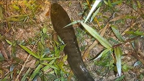 Cắm câu cá lóc về đêm - tập 48