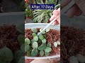 Propagate plants from cuttings  hoya mathilde