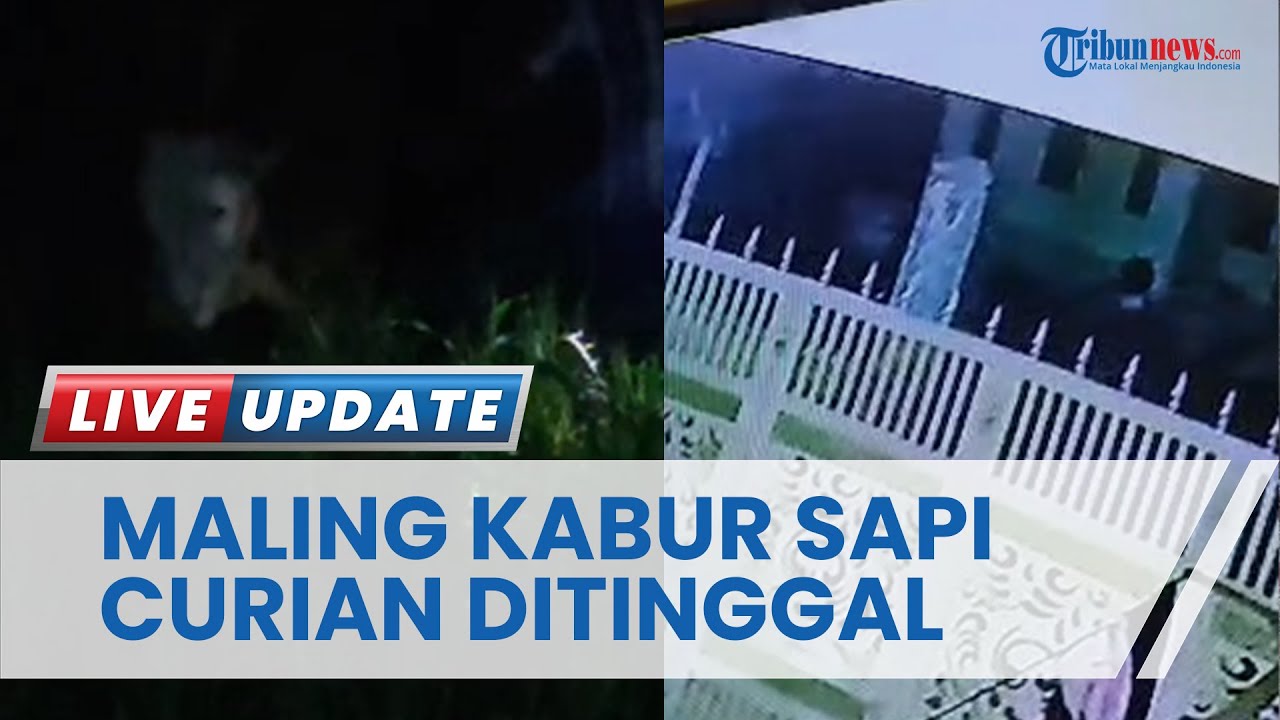 GEGER! Warga Kejar Maling Hewan, Sapi Milik Warga Triwung Lor Kota Probolinggo Ditingalkan Pelaku