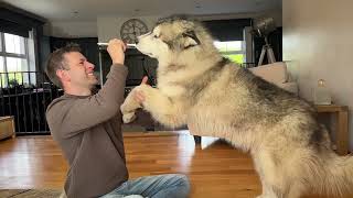 Strange Husky Loves His Teeth Being Brushed Even The Baby Helps! (So Cute!!)