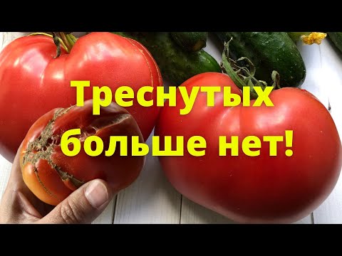Видео: Что такое помидор с коричневой мякотью - Уход за помидорами с коричневой мякотью и сбор урожая