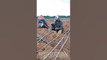 Cutting Cassava Stalks for Planting: Traditional Farming in Action