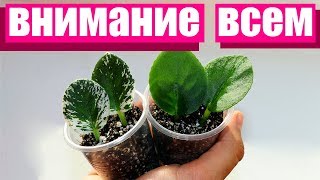 ВНИМАНИЕ ВСЕМ! Что делать, если фиалки пришли в таком состоянии? ВНИМАНИЕ ВСЕМ! Что делать, если фиалки пришли в таком состоянии?