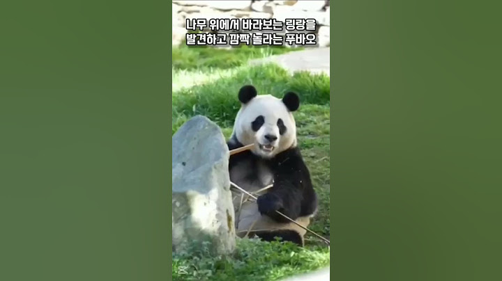 나무 위에서 바라보는 링랑 보고 깜짝 놀라는 푸바오😱 #푸바오 #푸바오근황 #푸바오실시간
