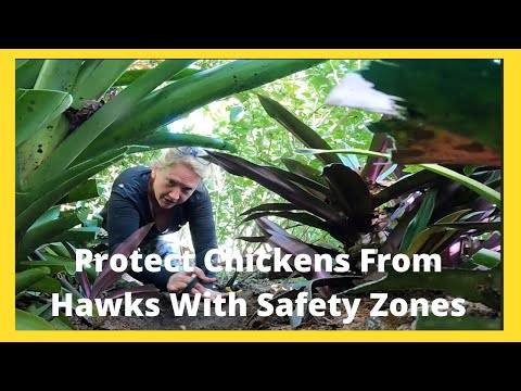 Protecting Chicken From Predators Using Safety Zones-Creating a Safe Environment for Your Chickens