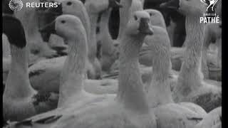 GERMANY / QUIRKY: Geese arrive in Berlin for Christmas (1930)