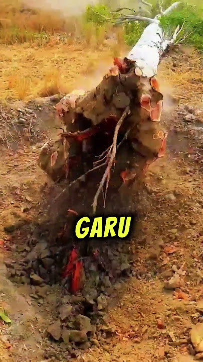Pokok Akan Tumbang, Kalau Tak Kena Angin? 😳