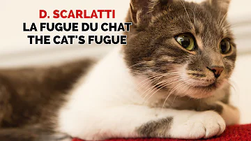 Comment Recuperer Un Chat Fugueur Comment Recuperer Un Chat Fugueur