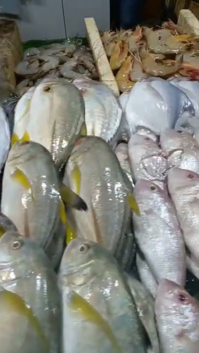 Bismillah, jual ikan laut, cumi, udang dll