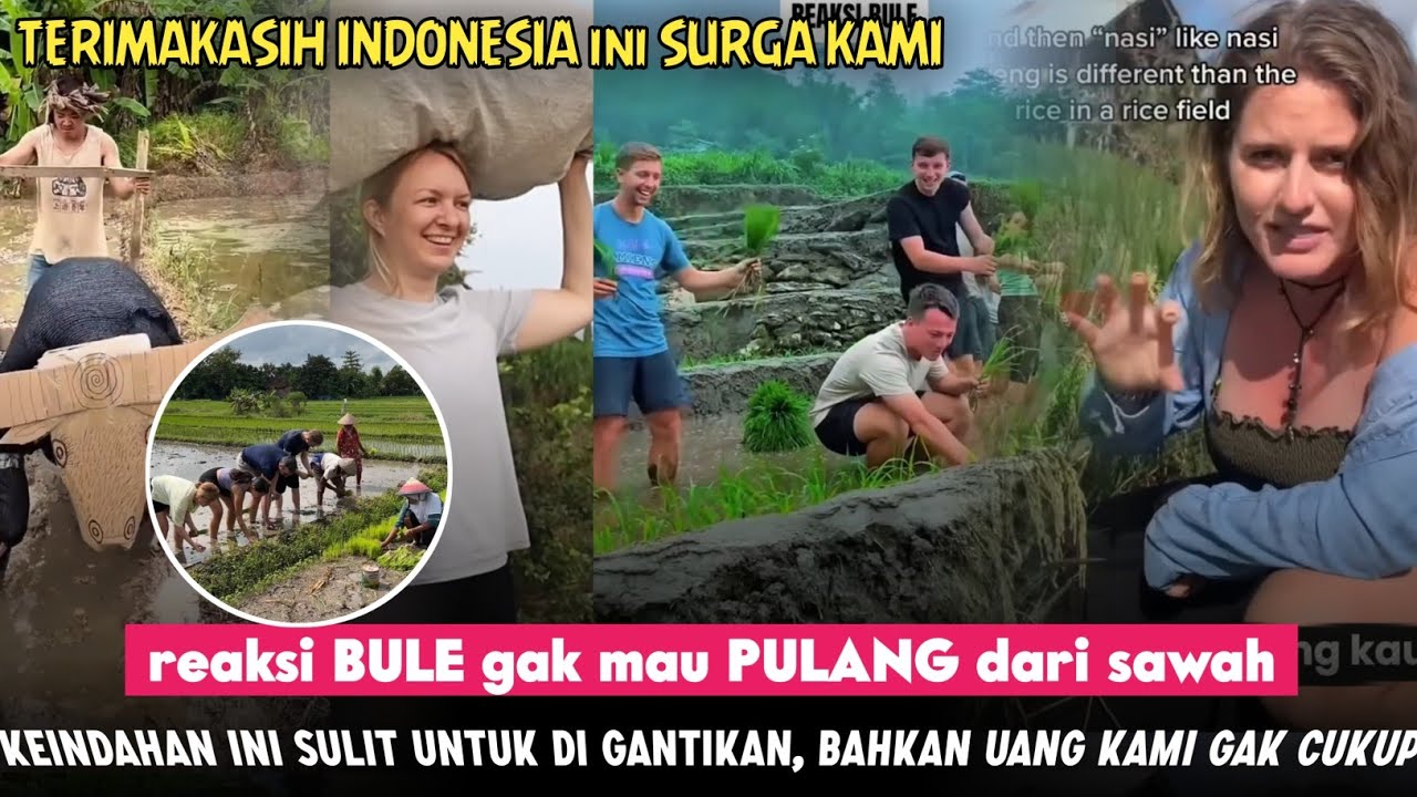 BULE TAKJUB SAWAH INDO SECAKEP INI 