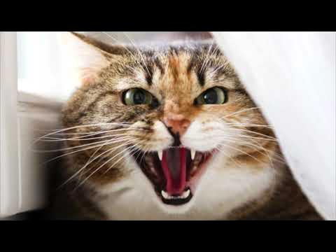 Angry Cat Hissing s [Free Audio] by Er3n Sound Effect