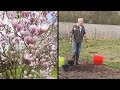 Comment planter et entretenir un magnolia ? - Truffaut