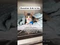 Please donate #viral #viralvideo #catsoftiktok #catsofinstagram #catsofyoutube #catsrescue #rescue