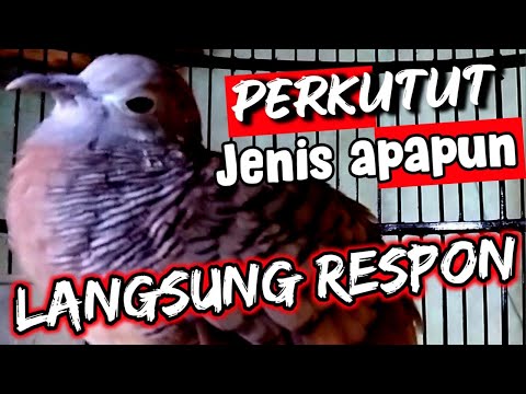 assalamualaikum teman-teman salam sehat semuanya, di video kali ini saya berbagi tentang mendapatkan. 