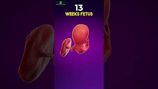 13 Week Fetus in the Womb