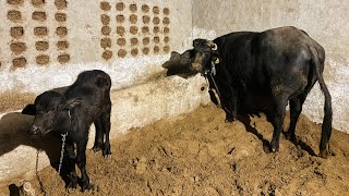 TOP MILKTEETH MURRAH | 98136 27712 | अदत्त मुर्रा कटड़ी|