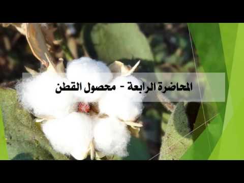 الجزء الأول من المحاضرة الرابعة محاصيل الألياف