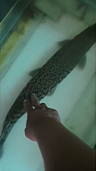 Increasing Day By Day Aligatorrrrrrr Garrrrrr fishhobbyist aligatie increasing-day-by-day-aligatorrrrrrr-garrrrrr-fishhobbyist-aligatie