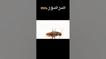 صرصور ضربو بل 