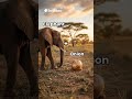 ai cute animal #cat #ai #aivideo #shorts #animals