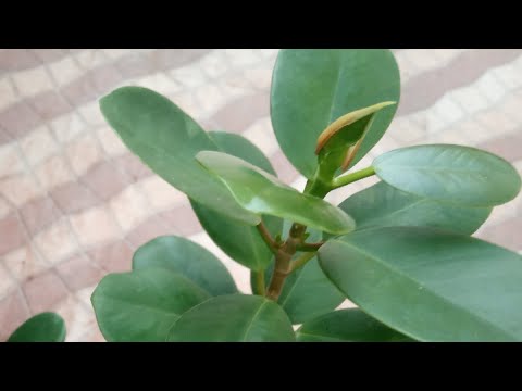 Video: Hoe De Ficus Bloeit (7 Foto's): De Bloei Van Benjamin's Ficus Thuis, Kenmerken Van De Bloei Van De Ficus Diversifolia