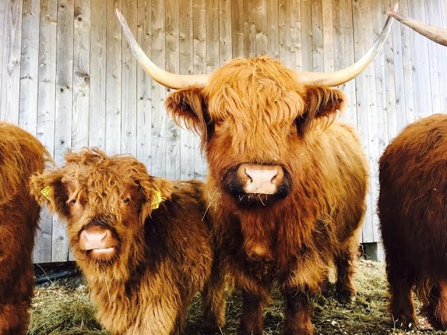 Scottish Highland Cows: A Unique Cattle Breed - Melissa K. Norris