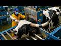 Inside the Massive White Red Brahman Bull Industry | Billion-Dollar Luxury Leather Crafting