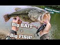 Big One Eyed Bass INHALES The Whopper Plopper 130 Loon River2Sea Whopperplopper Largemouth Big One Eyed Bass INHALES The Whopper Plopper 130 Loon River2Sea Whopperplopper Largemouth